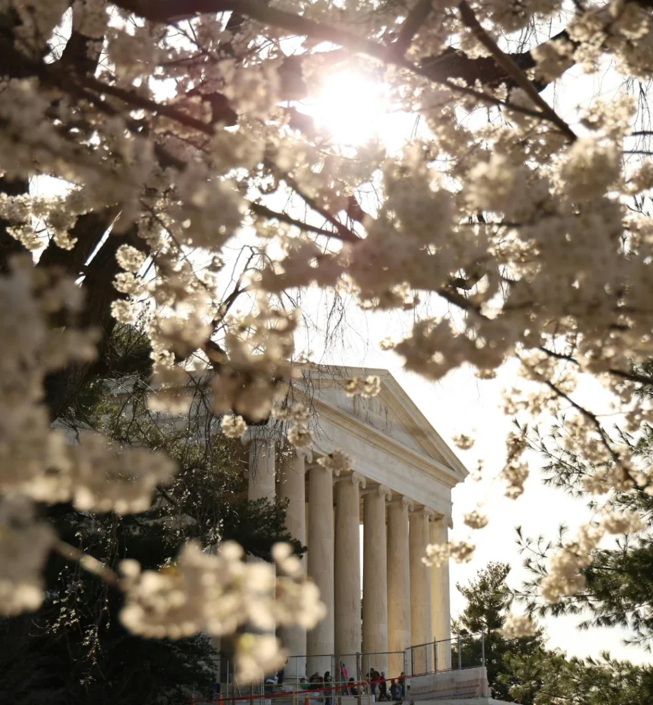 Cherry blossoms framing a neoclassical building in Washington, D.C.